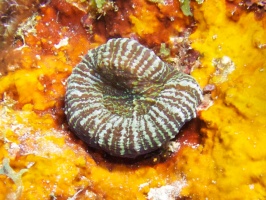 Atlantic Mushroom Coral IMG 7318